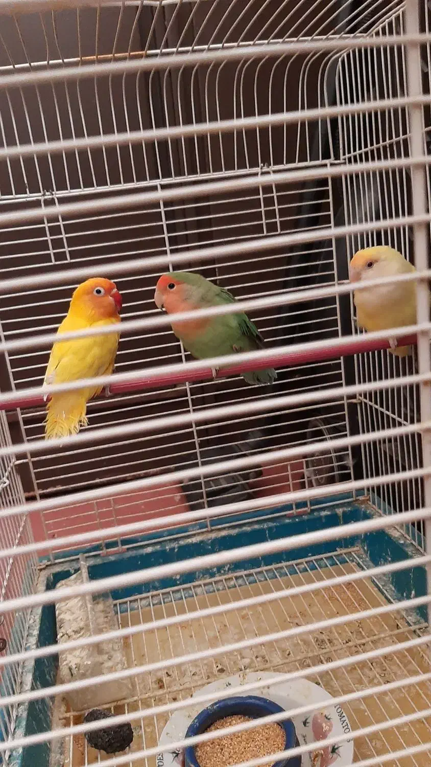 طوطی برزیلی|پرنده|آبیک, |دیوار