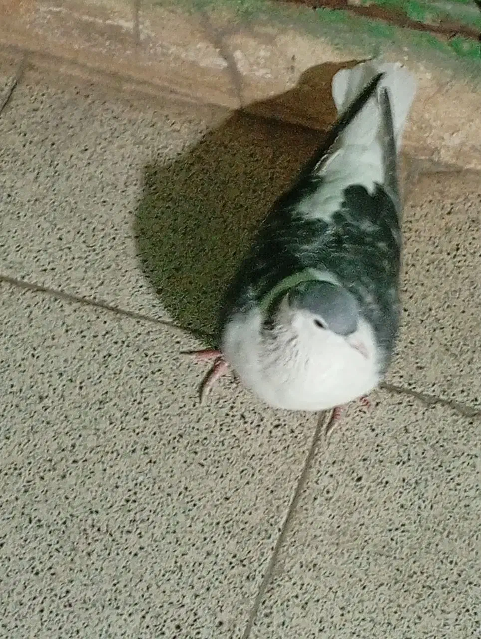 ساده مگسی ماده|پرنده|مشهد, ویلاشهر|دیوار