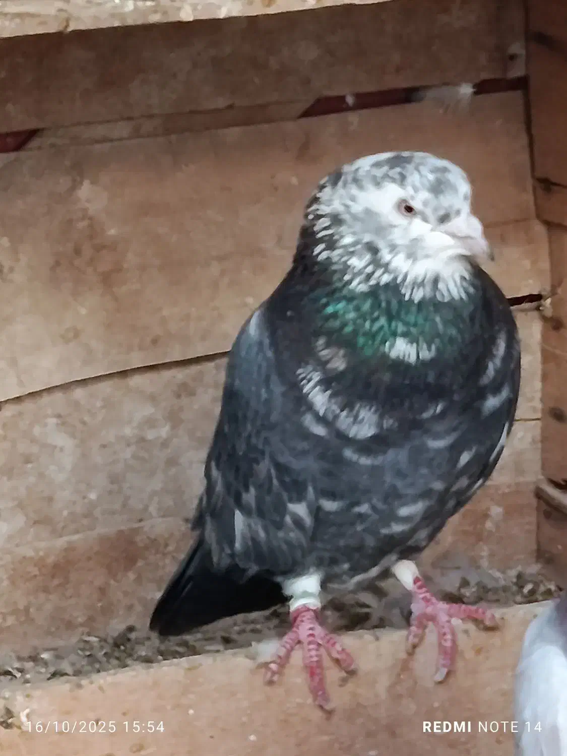 نر سرور|پرنده|گرمسار, |دیوار