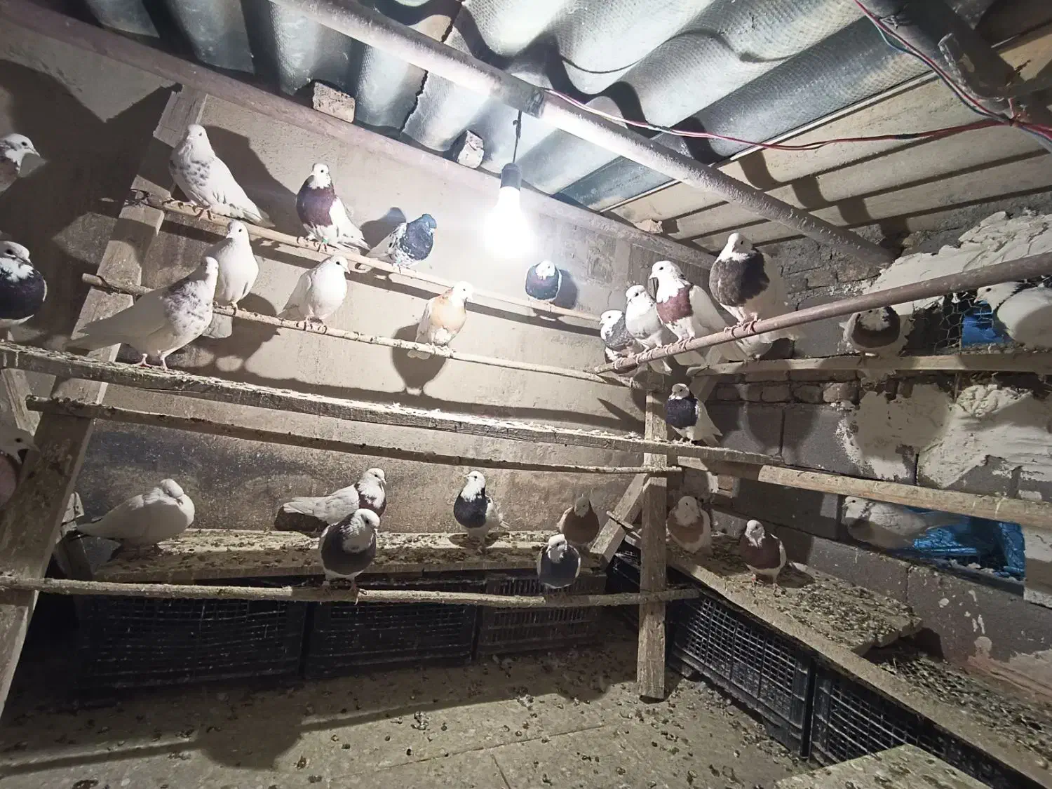 30عدد کبوتر طوقی|پرنده|همدان, |دیوار