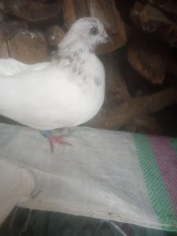 کبوتر|حراج|ایذه, |دیوار