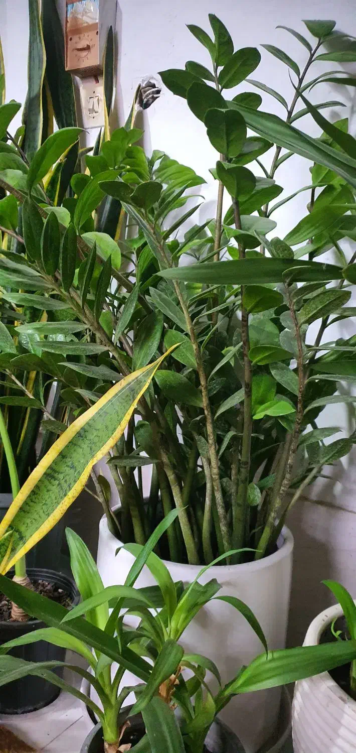 گیاهان آپارتمانی|گل و گیاه طبیعی|امامزاده عبدالله, |دیوار