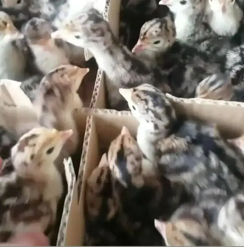 جوجه بوقلمون|حیوانات مزرعه|جوادآباد, |دیوار