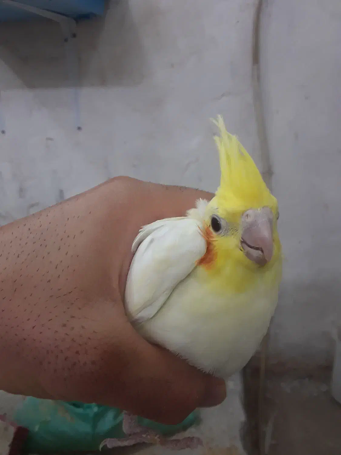 چند  عروس|پرنده|کاشان, دروازه فین|دیوار