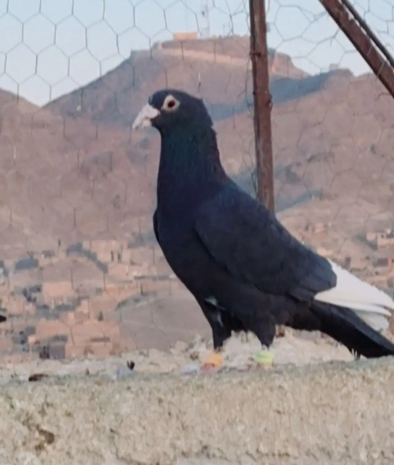 کفتر رنگی نابلد|پرنده|زاهدان, |دیوار