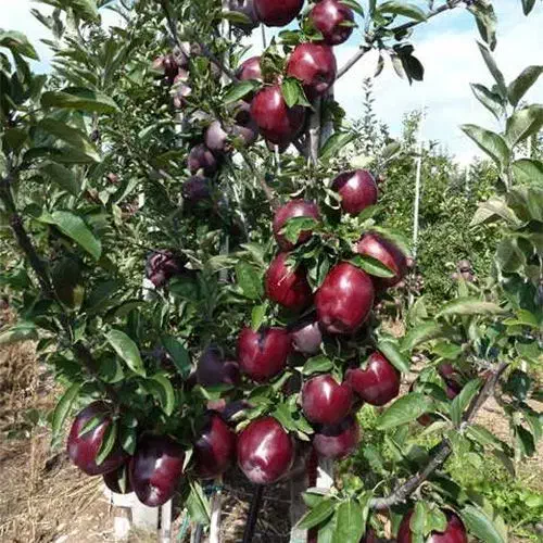 فروش نهال سیب میراکل|خدمات باغبانی و درختکاری|مراغه, |دیوار