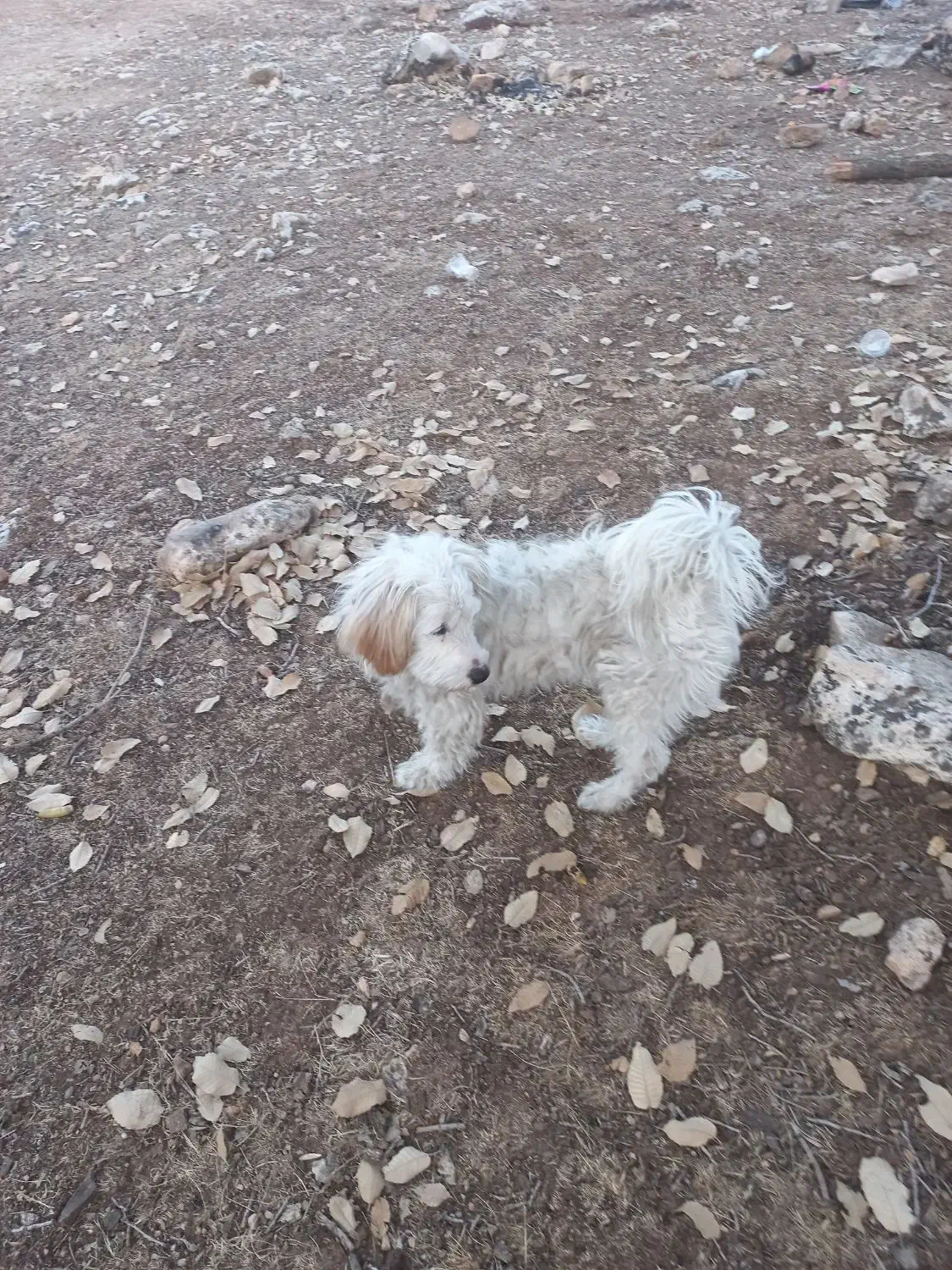 سگ.|سگ|اسلام‌‌آباد غرب, |دیوار