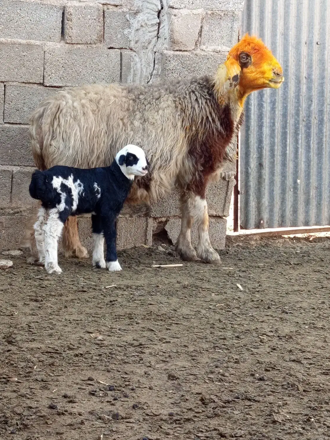 18راس میش بره دار|حیوانات مزرعه|میمند, |دیوار