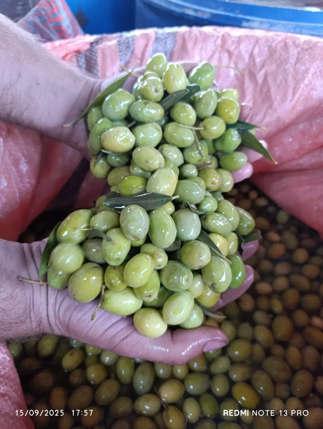 انجیر خشک و زیتون طارم|خوردنی و آشامیدنی|چورزق, |دیوار