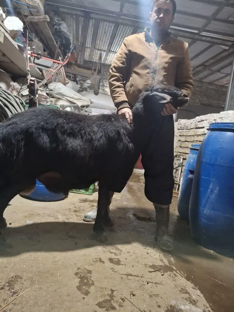 قوچ دوساله|حیوانات مزرعه|باغ حلی, |دیوار