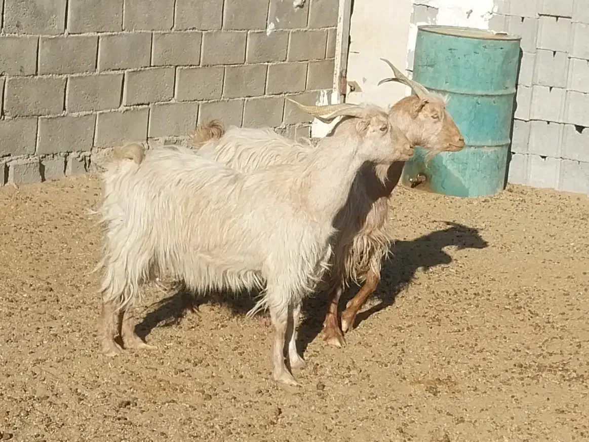 دوعدد بز جوان|حیوانات مزرعه|دهق, |دیوار