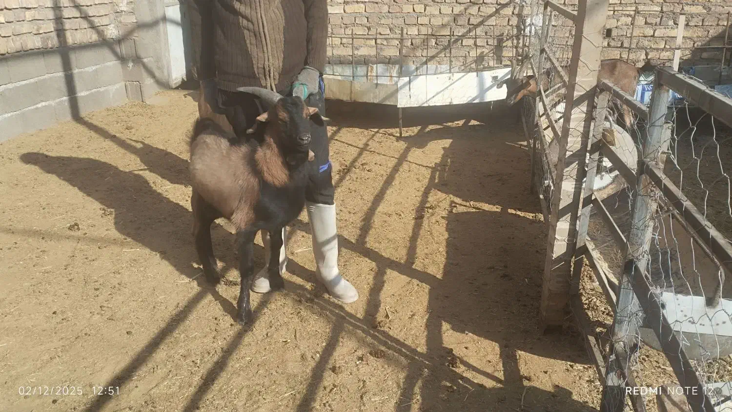 فروش یا معاوضه بزغاله سانن آلپاین نژاد عالی|حیوانات مزرعه|سده (خراسان جنوبی), |دیوار