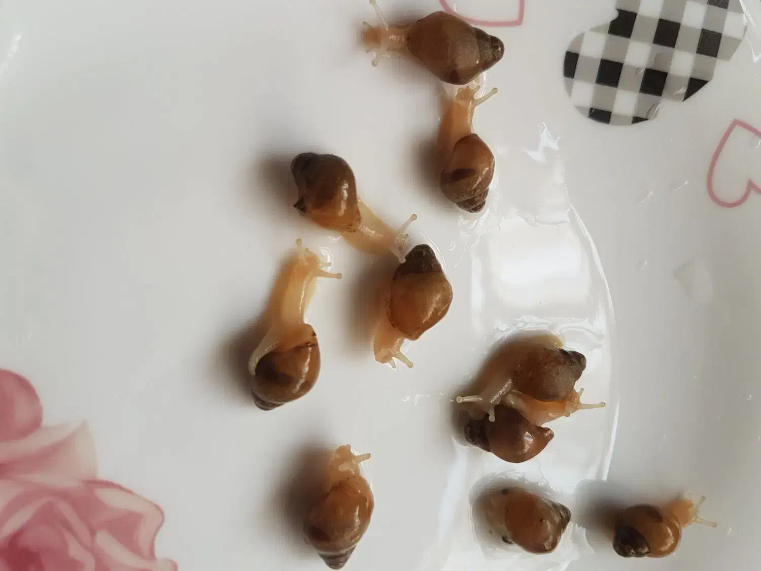 حلزون|خزنده|تهران, صاحب الزمان|دیوار