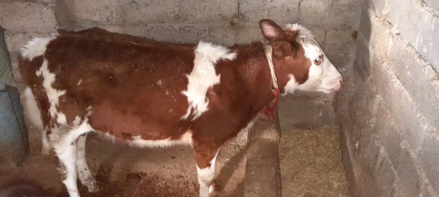 فروشی|حیوانات مزرعه|میانه, |دیوار