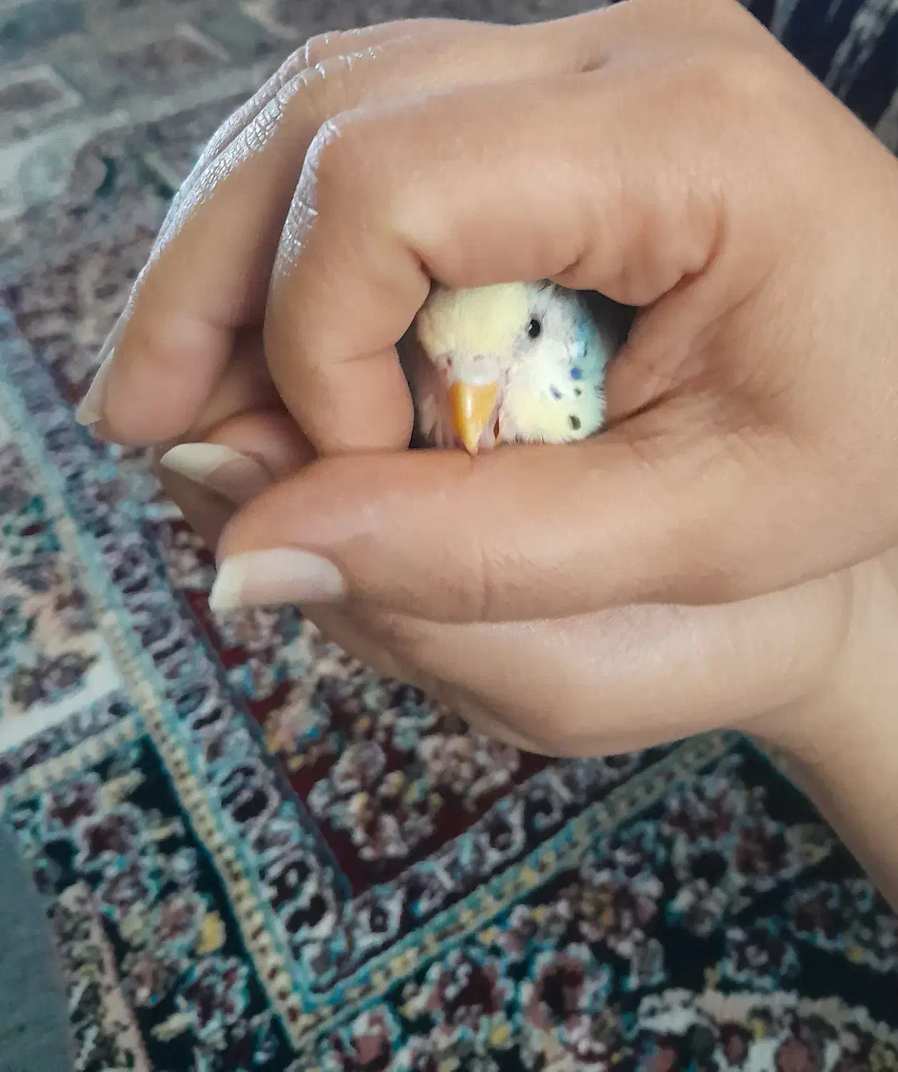 مرغ عشق|پرنده|اردبیل, |دیوار