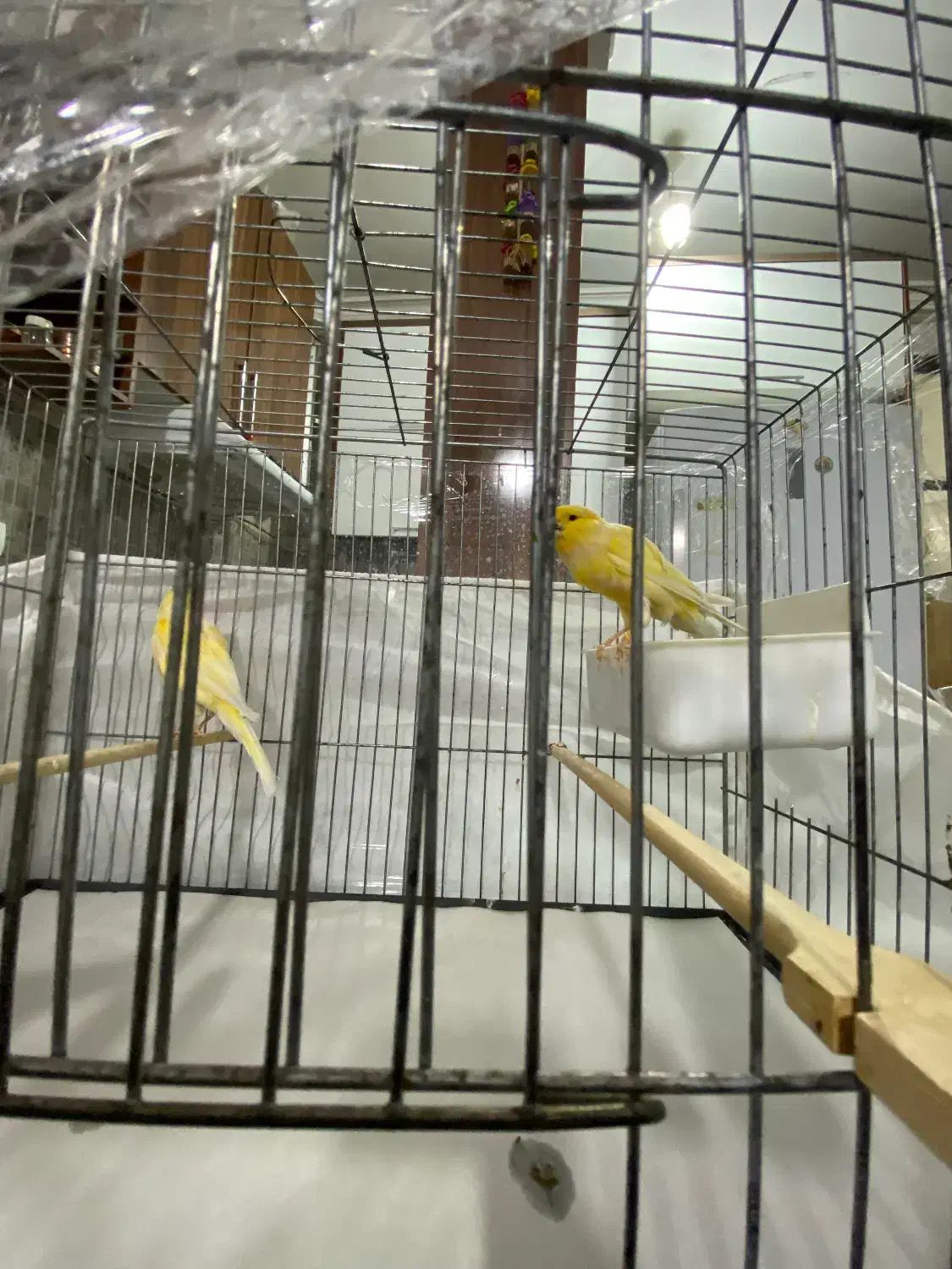 قناری|پرنده|زنجان, |دیوار