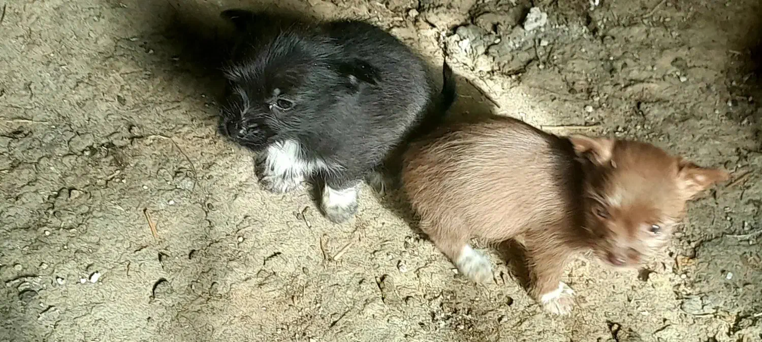 پاکوتاه|سگ|انگوران, |دیوار