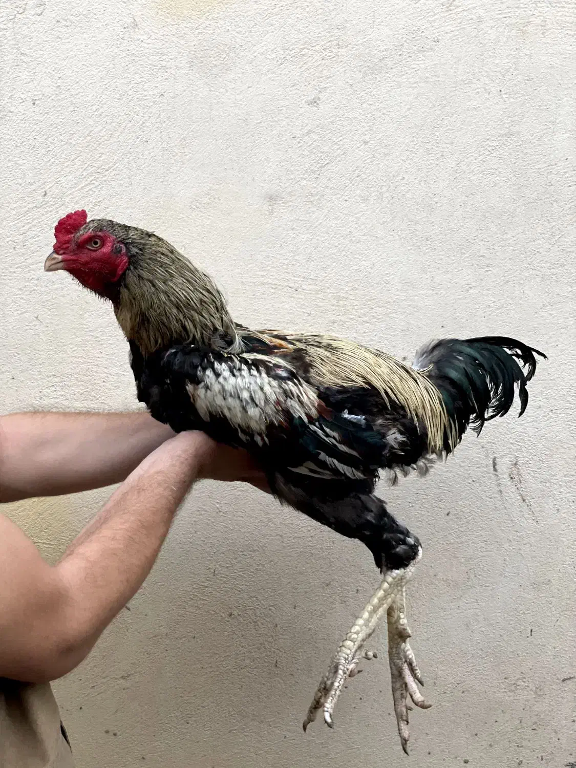 خروس لاری 15 ماهه|حیوانات مزرعه|بندر گز, |دیوار