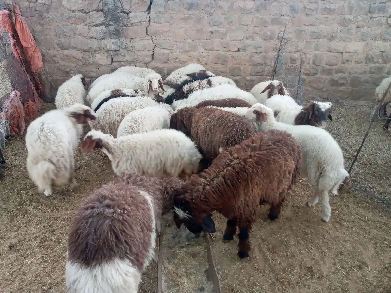 بره|حیوانات مزرعه|چوار, |دیوار