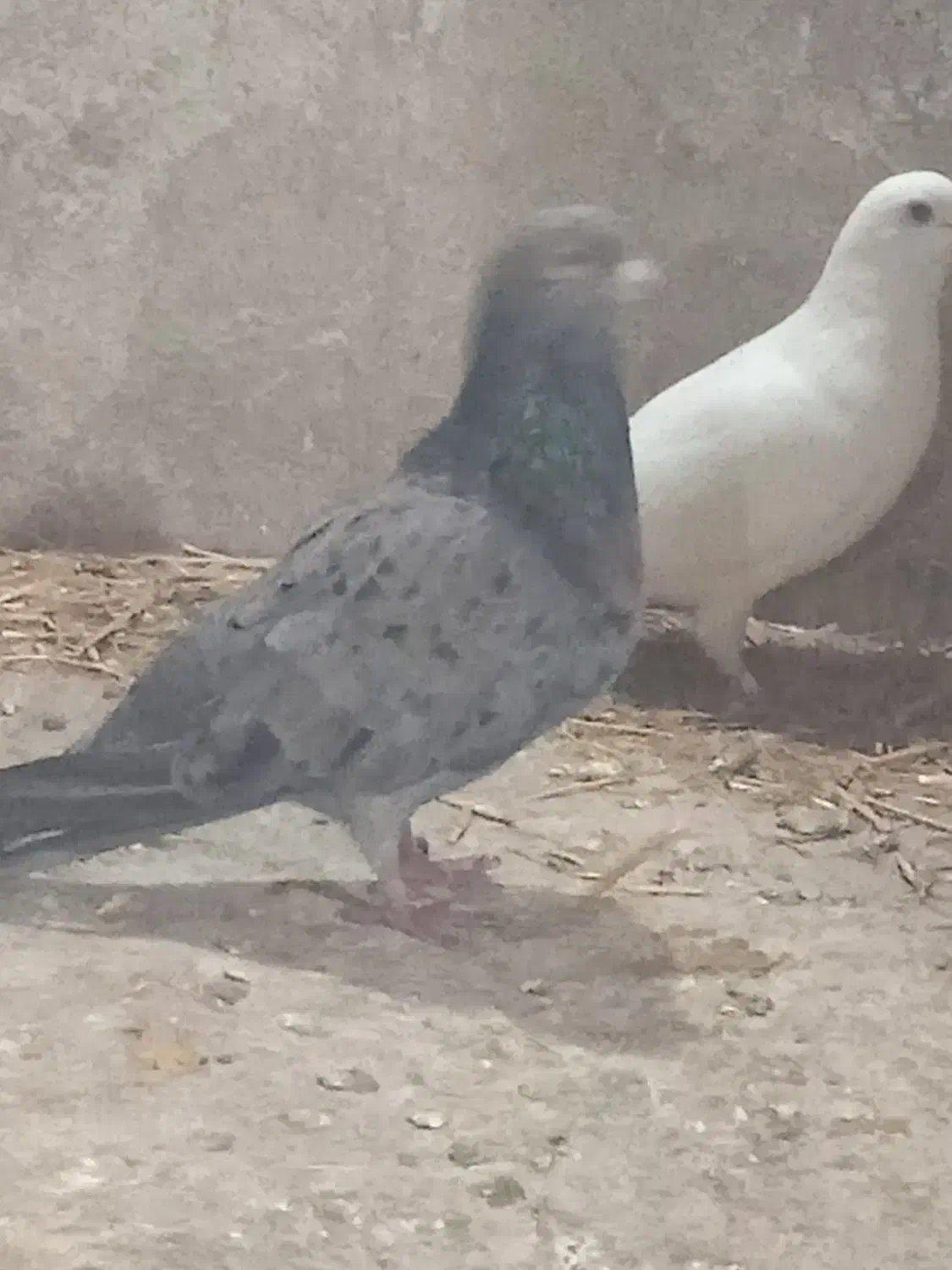 سار هفرنگ چینگ ریز و یه جفت ساده|پرنده|نیشابور, شهید جعفری|دیوار