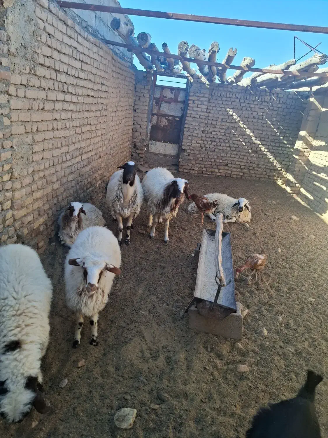 بره نر|حیوانات مزرعه|بیرجند, |دیوار