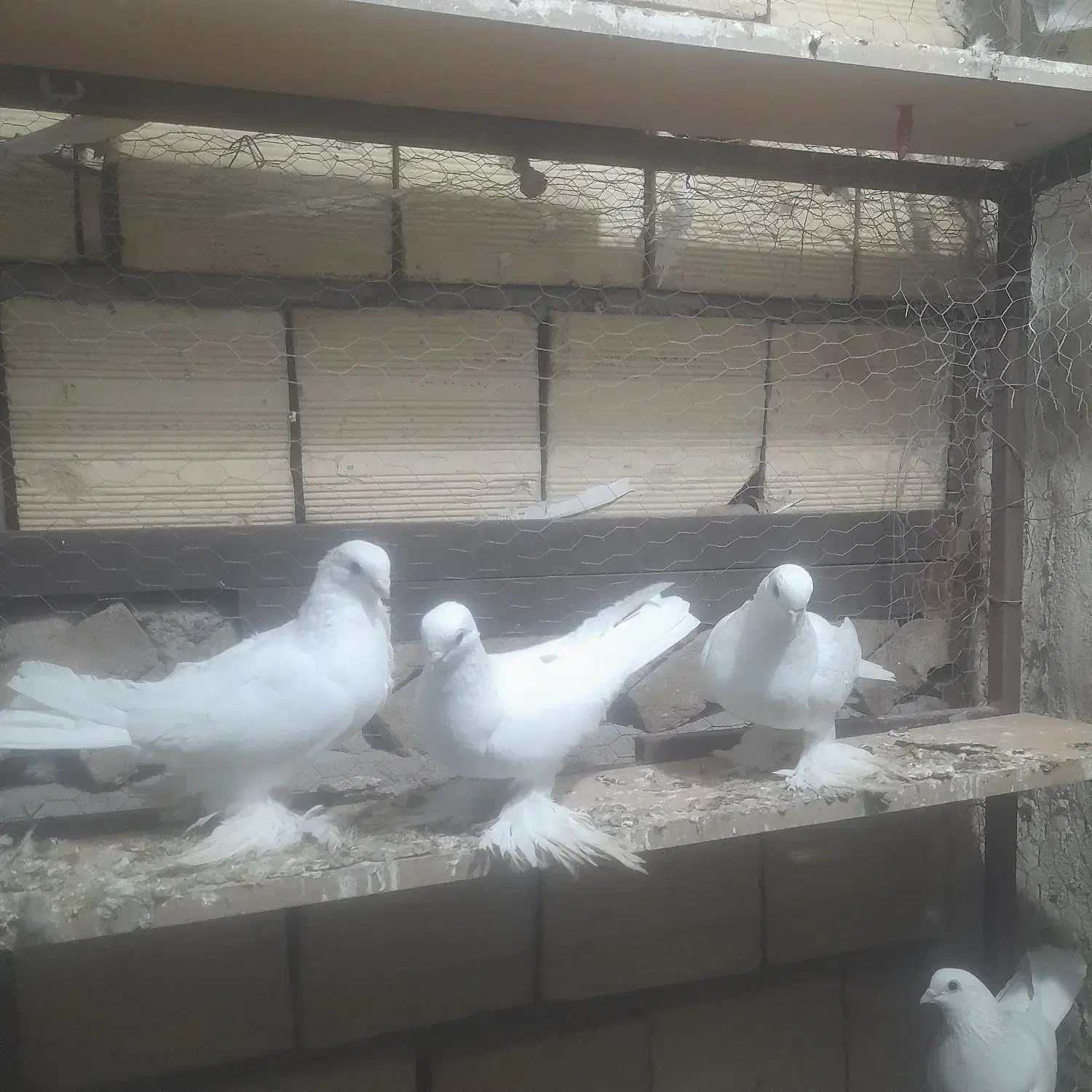 یک جفت قسا دیمدی|حیوانات|تبریز, |دیوار