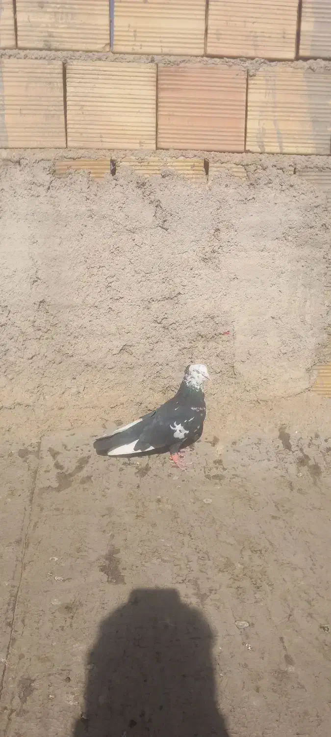 ۴تانرمست گرفتنی|پرنده|محمدیه-قزوین, |دیوار