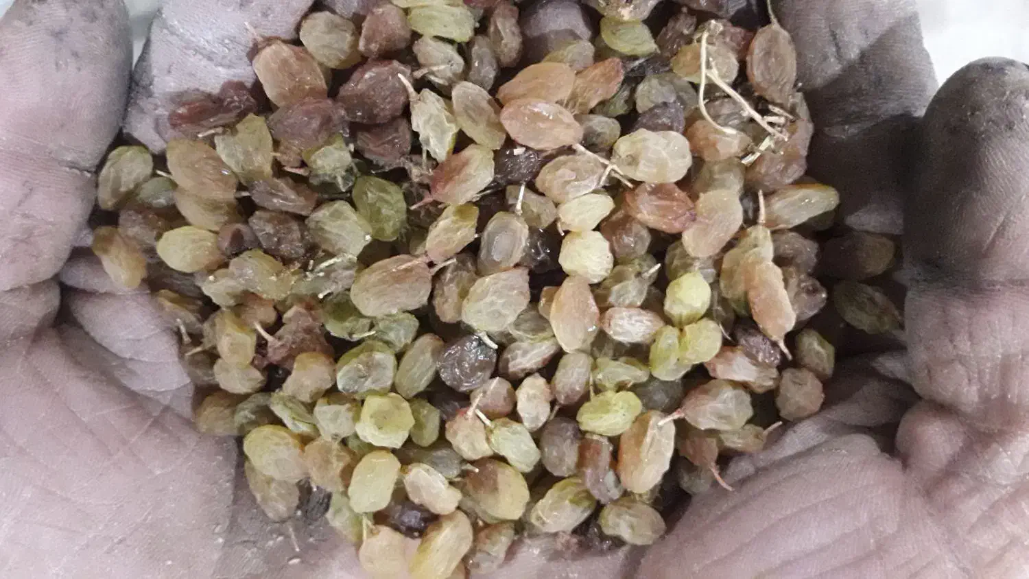 فروش کشمش تیزابی|خوردنی و آشامیدنی|نهاوند, |دیوار