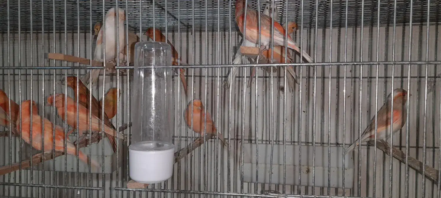 قناری|پرنده|خوی, |دیوار