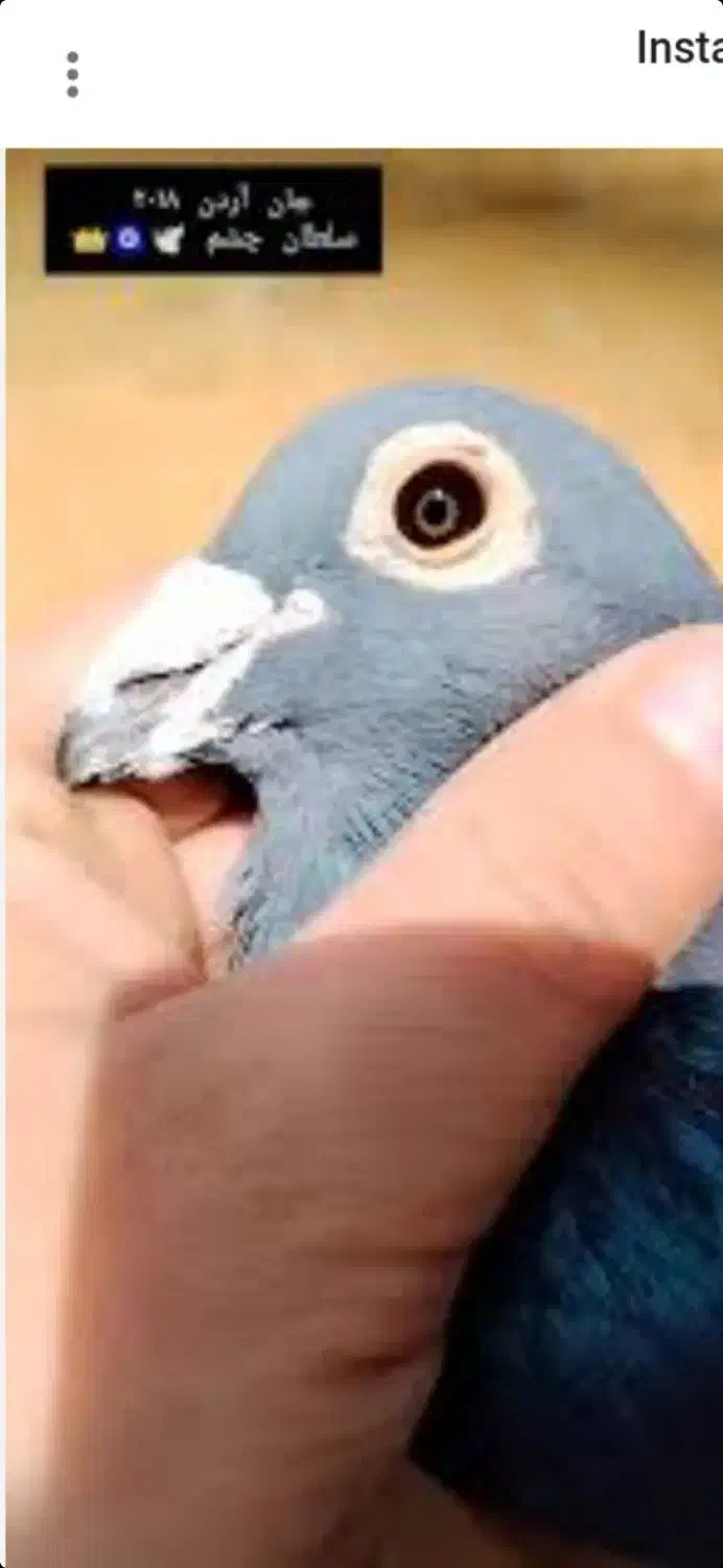 کفتر|پرنده|کرباسک, |دیوار