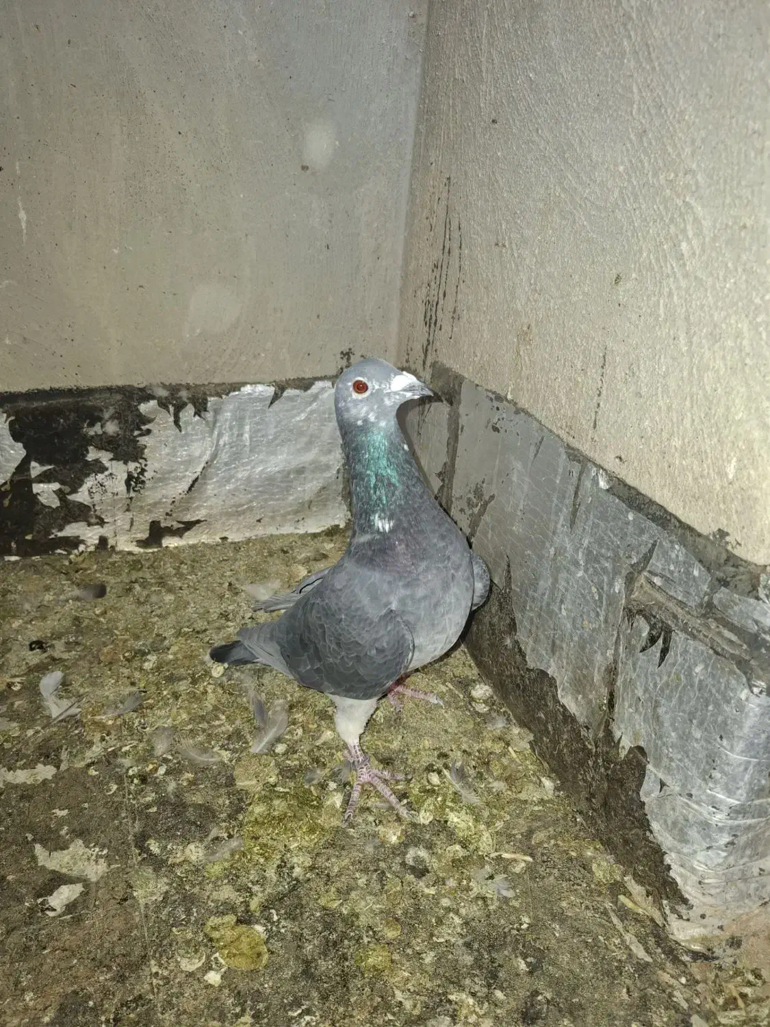کبوتر پلاکی|پرنده|اصفهان, مهدی آباد|دیوار