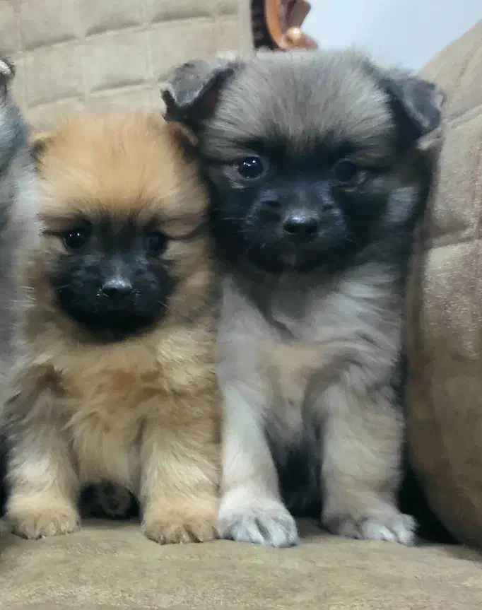 پامرین نروماده توله|سگ|مبارکه, |دیوار