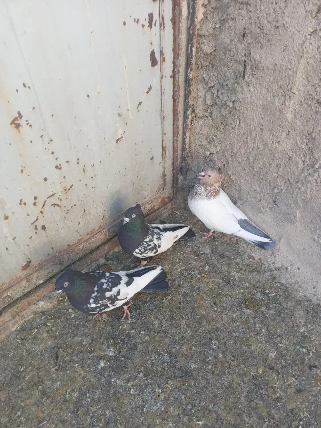 سینه ای کله ای فروشی|پرنده|اقلید, |دیوار