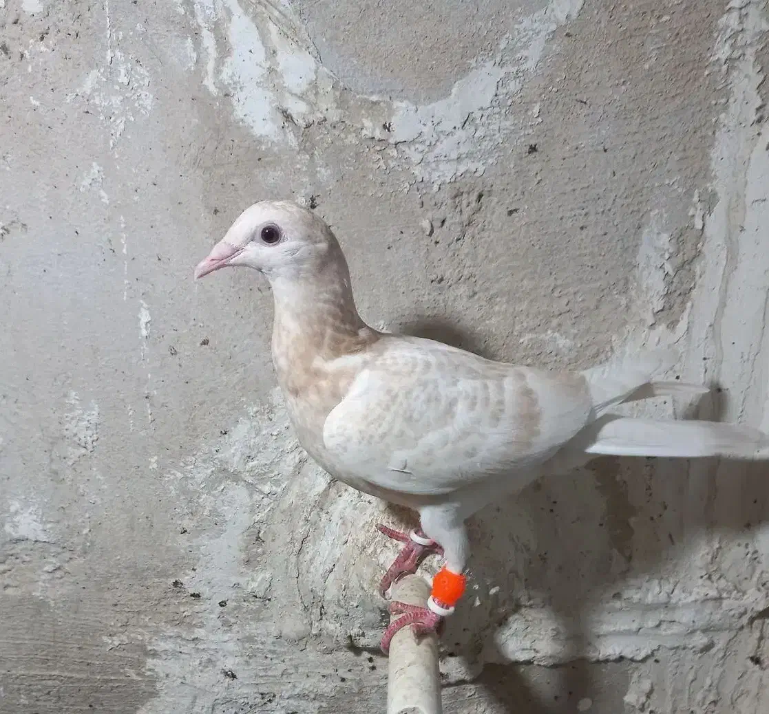 ۲عددزرد هفت رنگ مغلف خطی|پرنده|قزوین, |دیوار