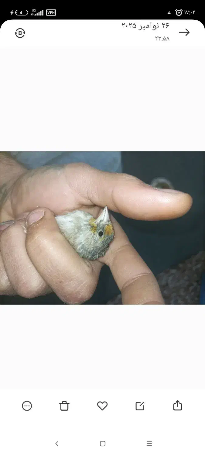 سهره قناری نر|پرنده|قم, قلعه کامکار|دیوار