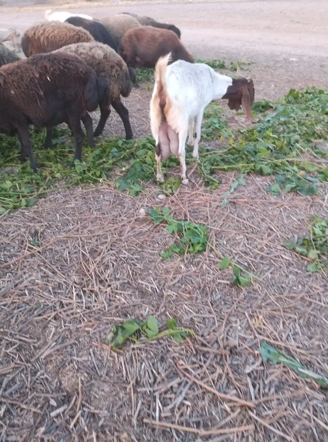 بز ماده|حیوانات مزرعه|ابهر, |دیوار