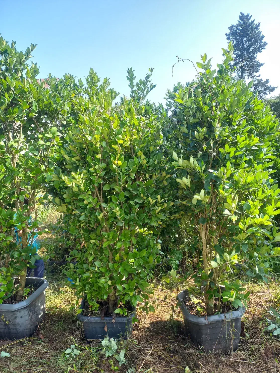 یاس هلندی|گل و گیاه طبیعی|کلاچای, |دیوار