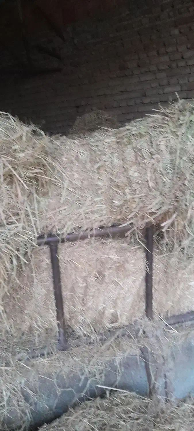 فروش کاه شالی|لوازم جانبی حیوانات|آق قلا, |دیوار