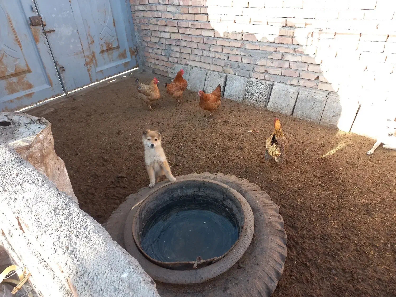 مرغ|حیوانات مزرعه|نیشابور, مازول|دیوار