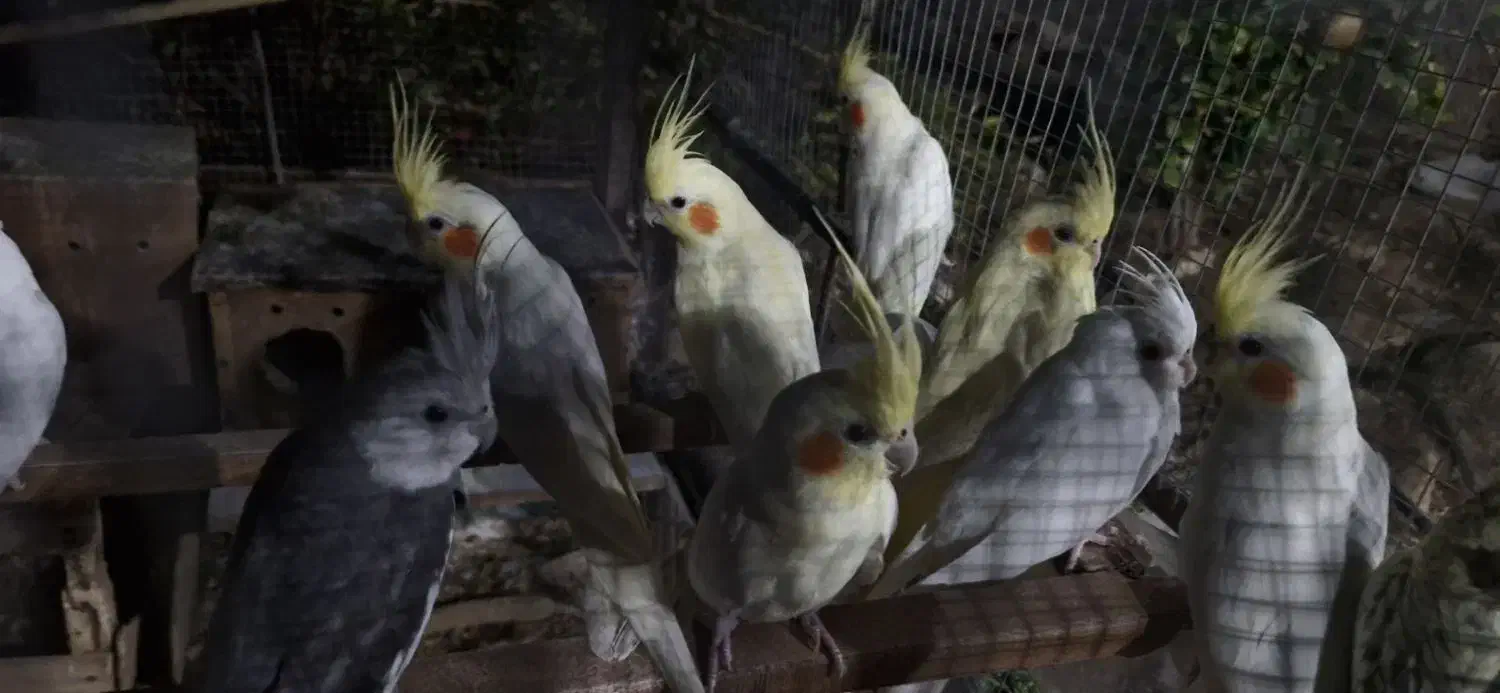 عروس هلندی|پرنده|لامرد, |دیوار