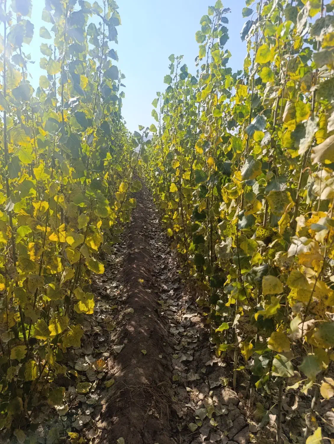 نژاد برتر تخصص ماست|گل و گیاه طبیعی|یاسوج, |دیوار