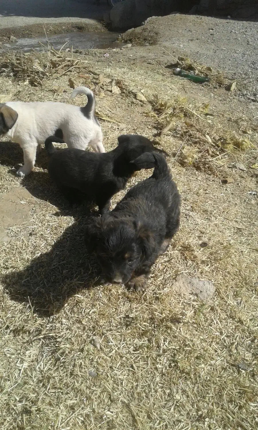 واگزاری سگ|سگ|خرمدره, |دیوار