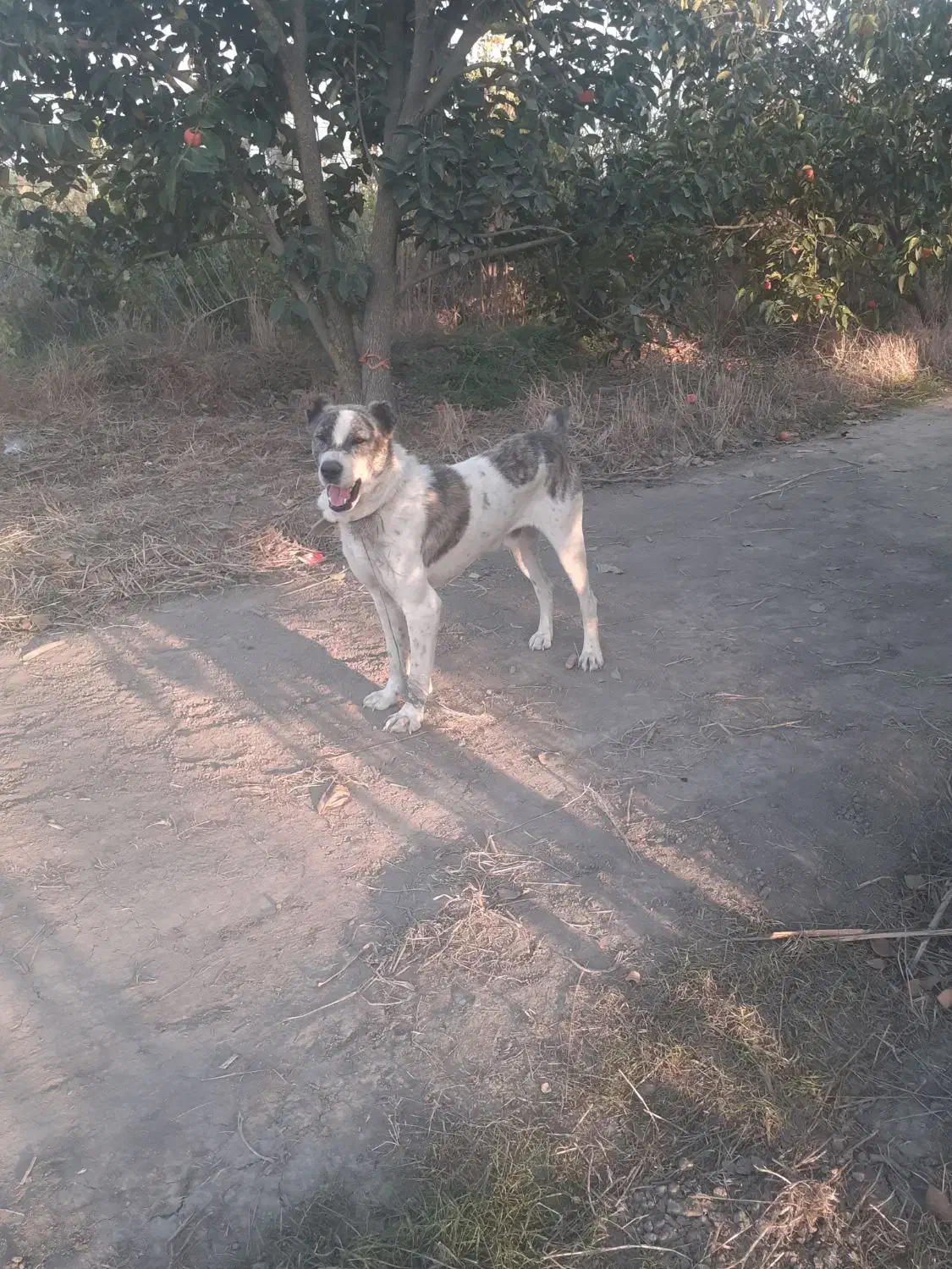 واگذاریسگافغان|سگ|آزادشهر, |دیوار