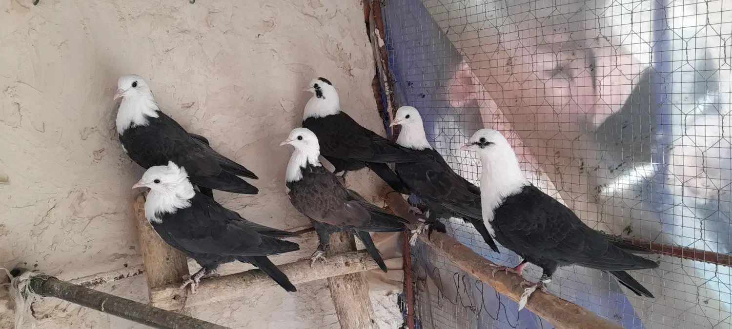 کربلایی کله سفید|پرنده|فرح دشت, |دیوار