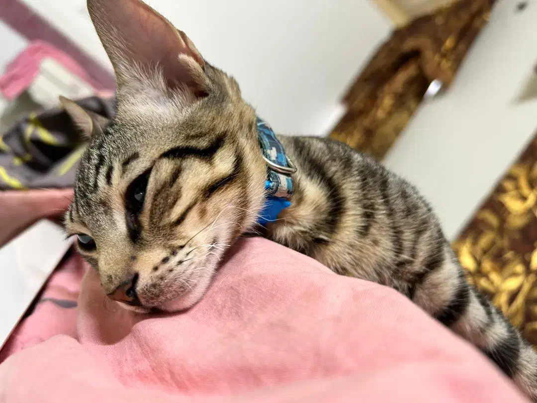 گربه گمشده|حیوانات|برازجان, |دیوار