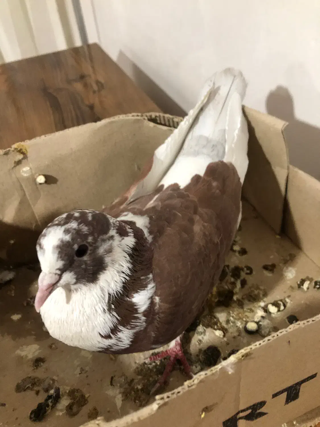 کبوتر|پرنده|بناب, |دیوار