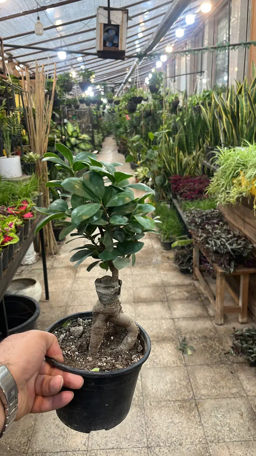 گل و گیاه آپارتمانی بنسای جنسینگ|گل و گیاه طبیعی|تهران, عبدل‌آباد|دیوار