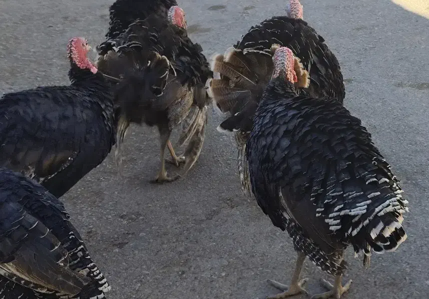 بوقلمون|حیوانات مزرعه|دیشموک, |دیوار