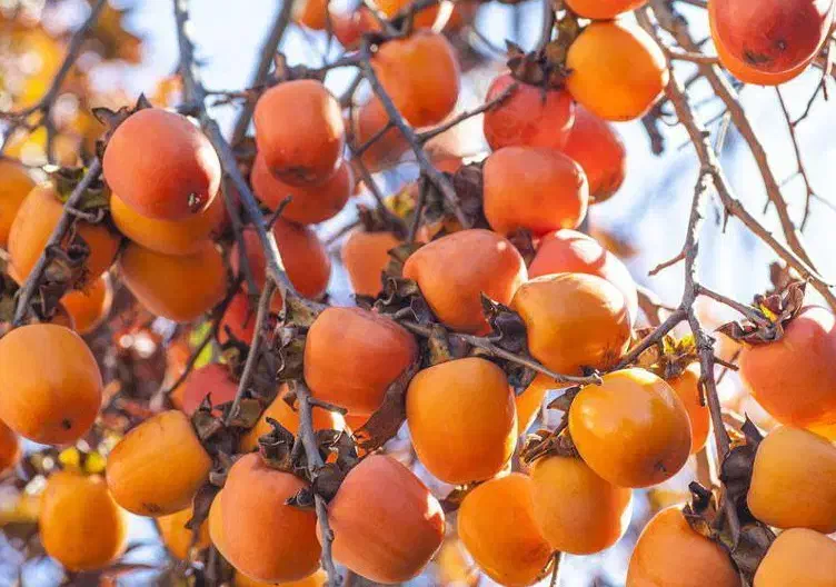 نهالستان مهندس قاسمی گردو و میوه های دیرگل|خدمات باغبانی و درختکاری|خشکبیجار, |دیوار