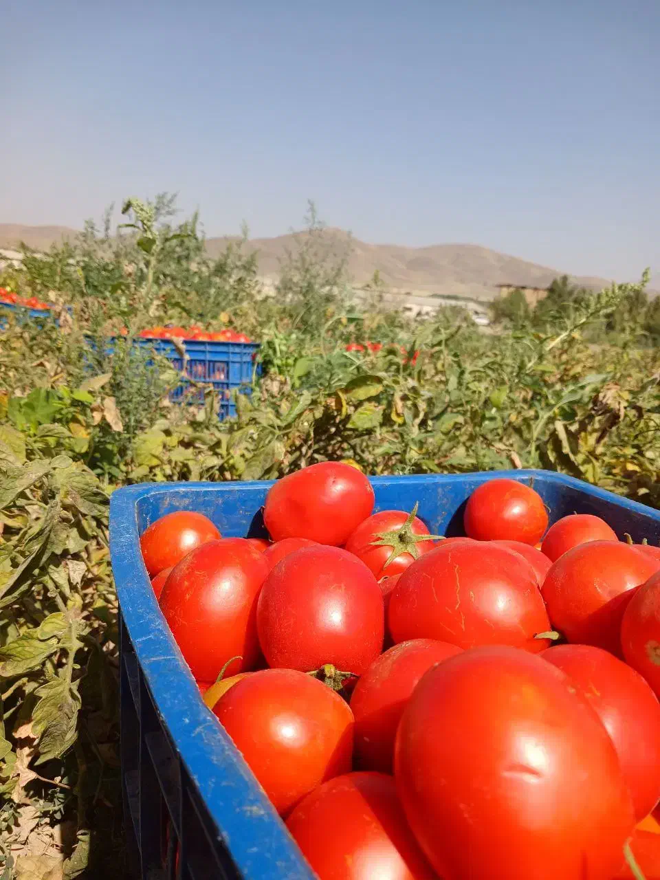 گوجه ارگانیک گوشتی مخصوص رب ورب محلی و آتیشی|خوردنی و آشامیدنی|تویسرکان, |دیوار